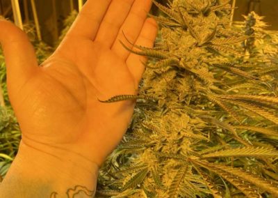 Best-Marijuana-Grower