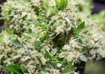 Midwest-Marijuana-Grower