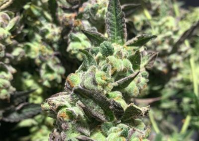 Top-Marijuana-Grower