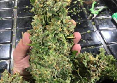Top-Oklahoma-Marijuana-Grower