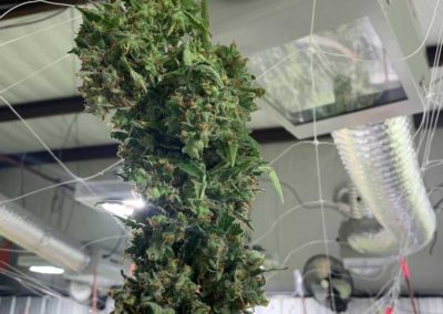 Tulsa-Marijuana-Grower